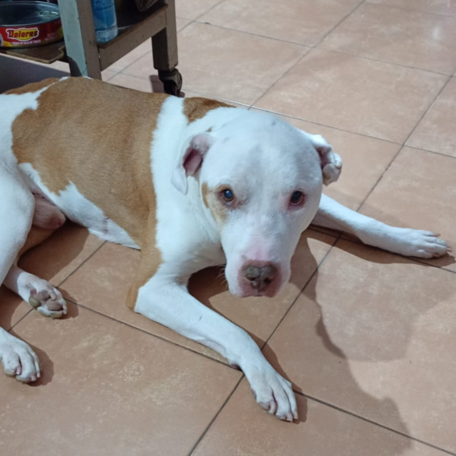 KIRO | Raza American Pitbull Terrier | Perdido