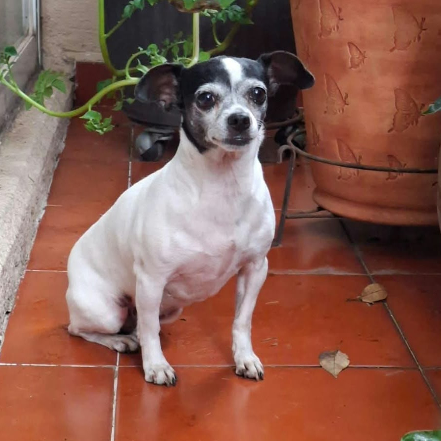  | Raza Chihuahua | Encontrada