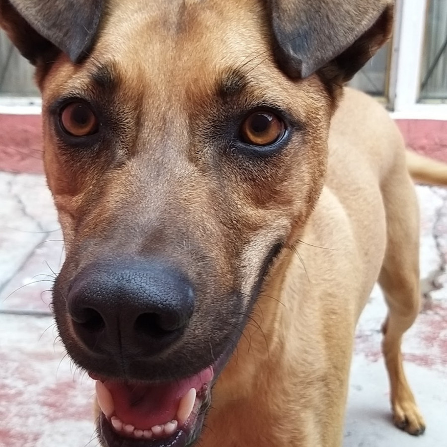 MARX | Raza Mestizo | Perdido