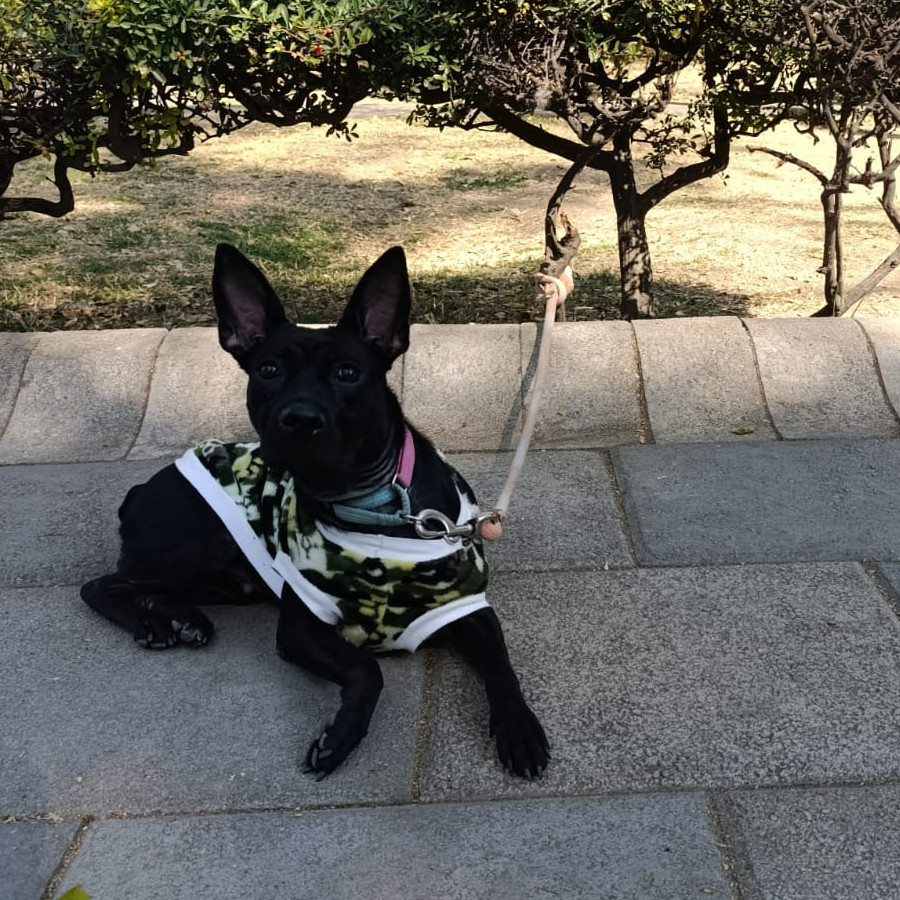 LÚA | Raza Mestiza, cruza de Pug con Bulldog Francés | Perdida