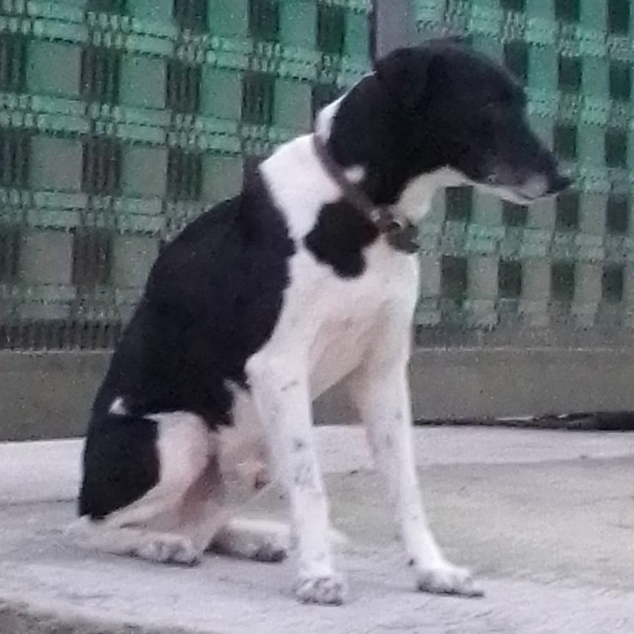  | Raza Mestiza | Encontrado