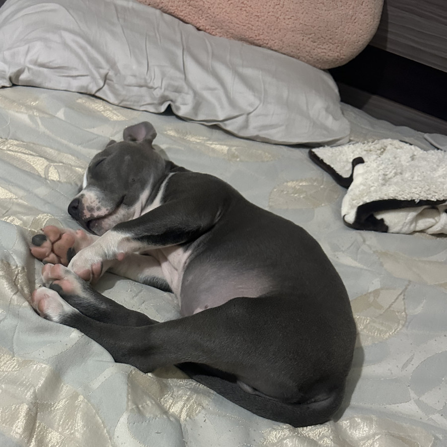 DOBY | Raza American Pitbull Terrier | Final Feliz