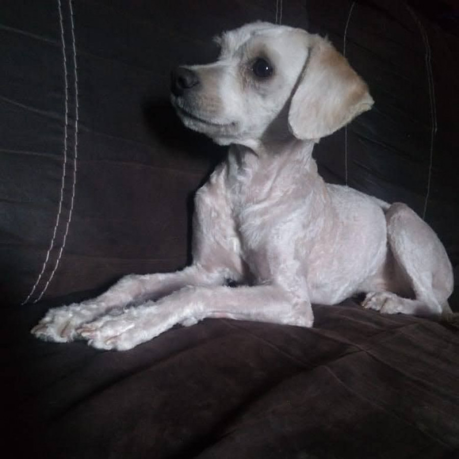 SOL | Raza French Poodle o Caniche | Perdida