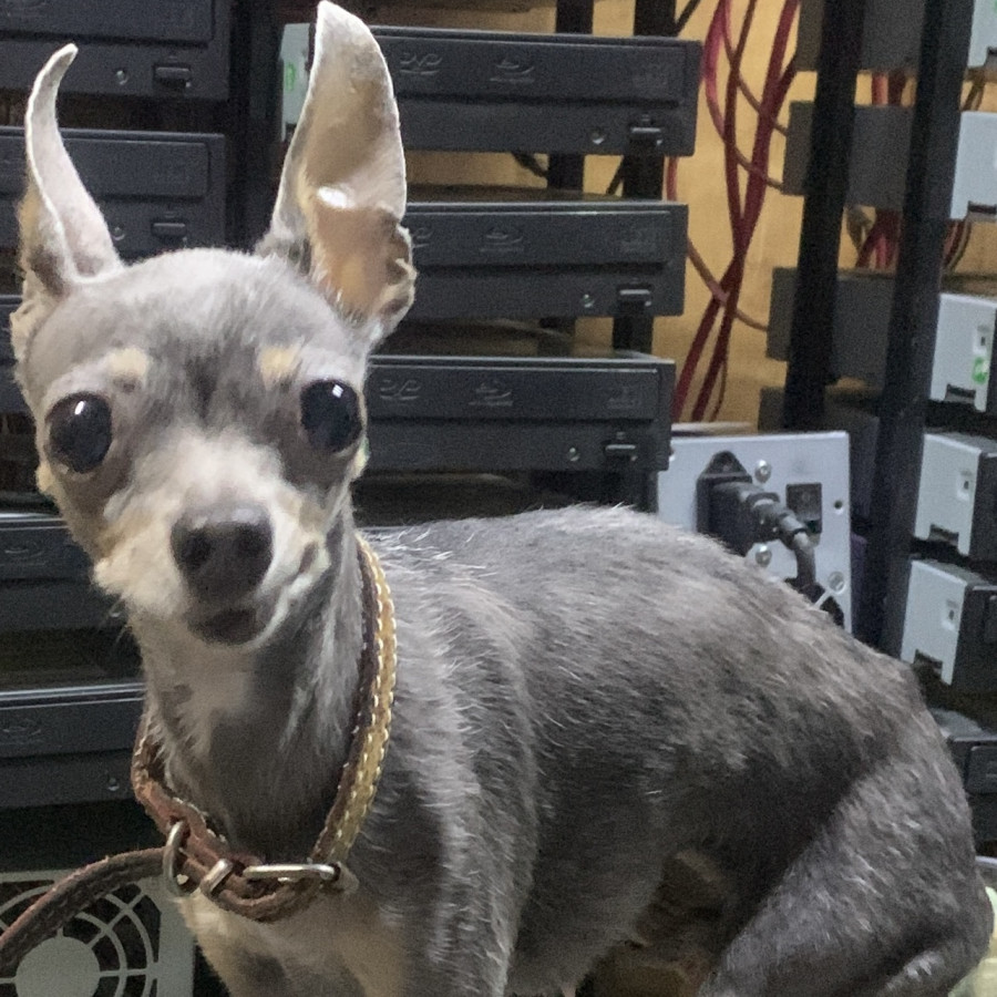 PINKI | Raza Chihuahua | Perdida