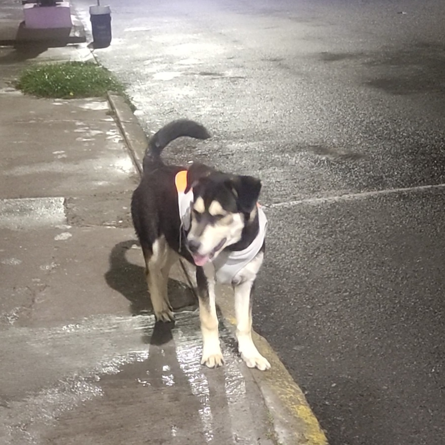 FRANCISCO | Raza Mestizo | Perdido