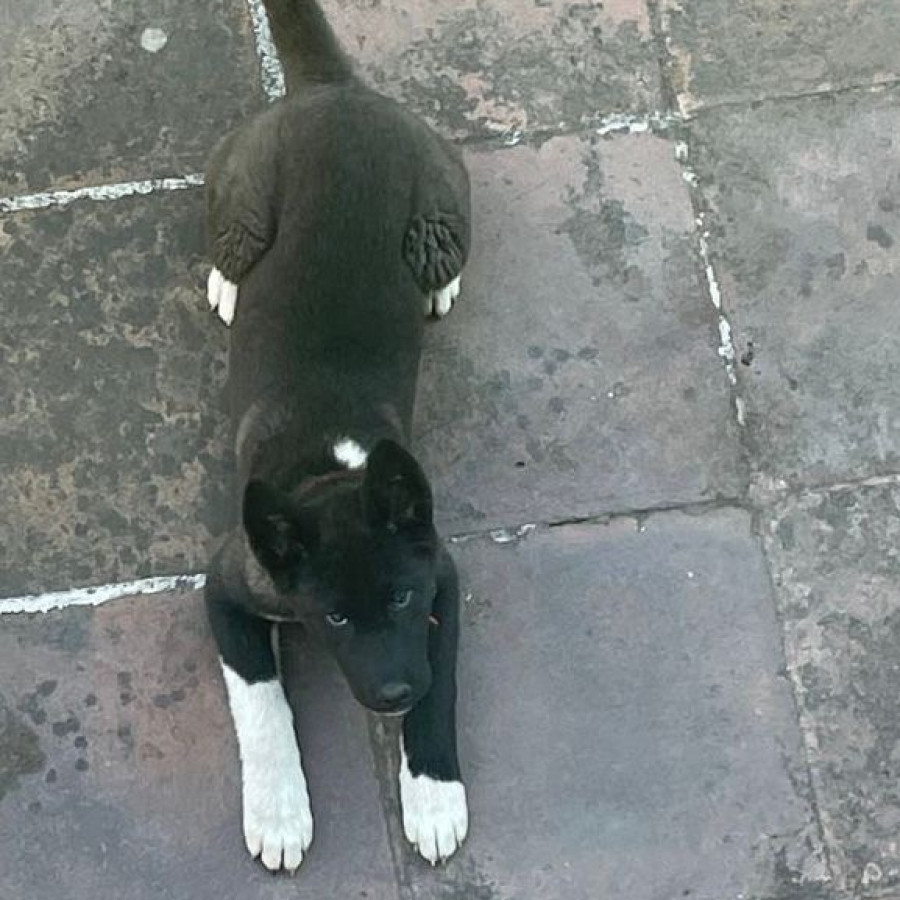 ZUKI | Raza Akita Americano   | Perdida