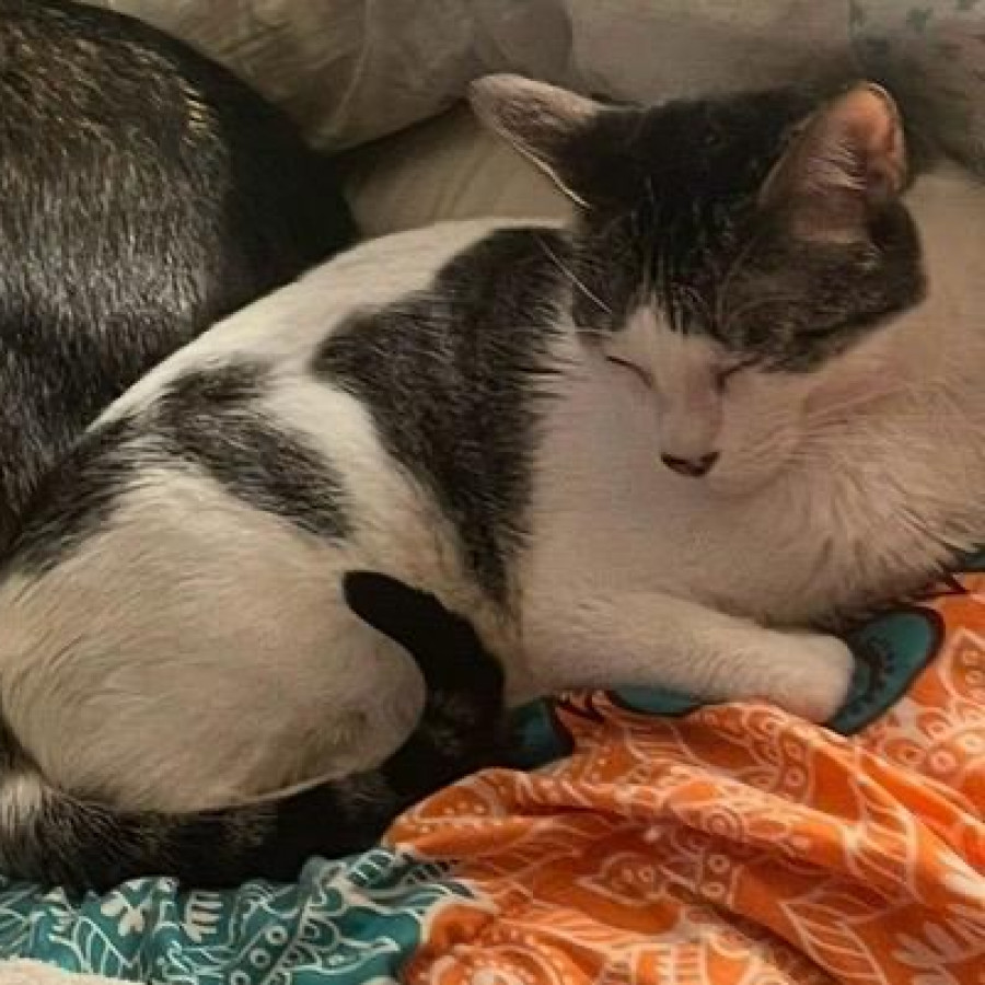 MATEO | Raza Doméstico Américano de Pelo Corto | Perdido