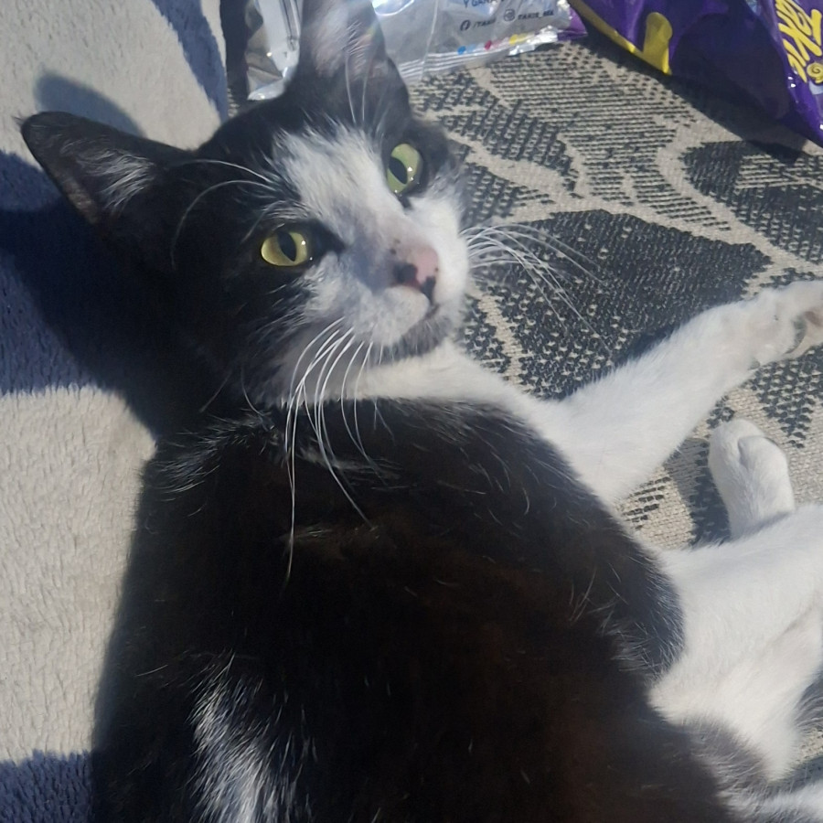 CACHA | Raza Doméstico Américano de Pelo Corto | Perdida