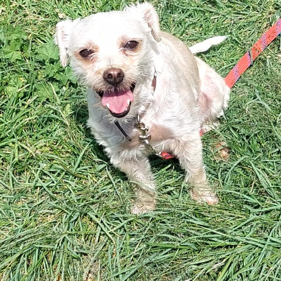 PELUSA | Raza Mestiza, cruza de  French Poodle | Perdida