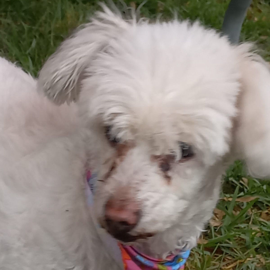 PRINCESA O TITÍ | Raza Mestiza, cruza de French Poodle  con Maltés | Perdida