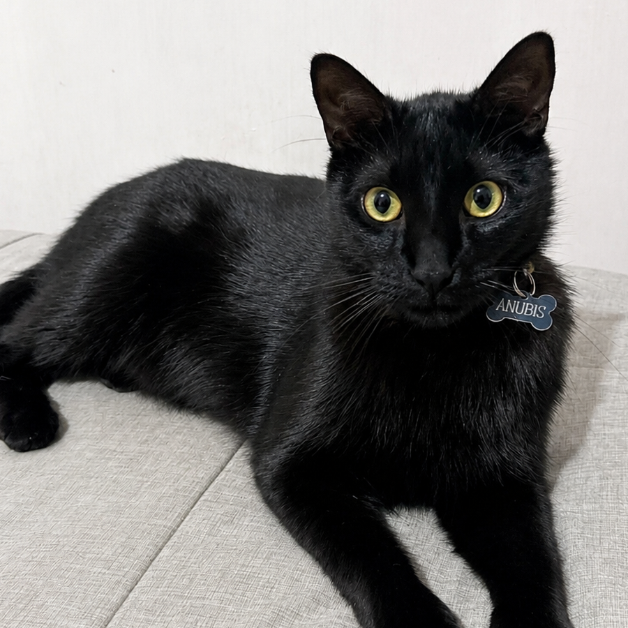 ANUBIS | Raza Bombay | Perdido