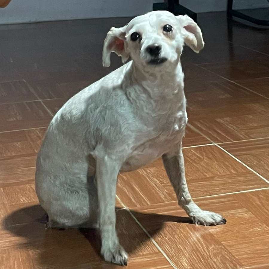  | Raza French Poodle o Caniche | Final Feliz