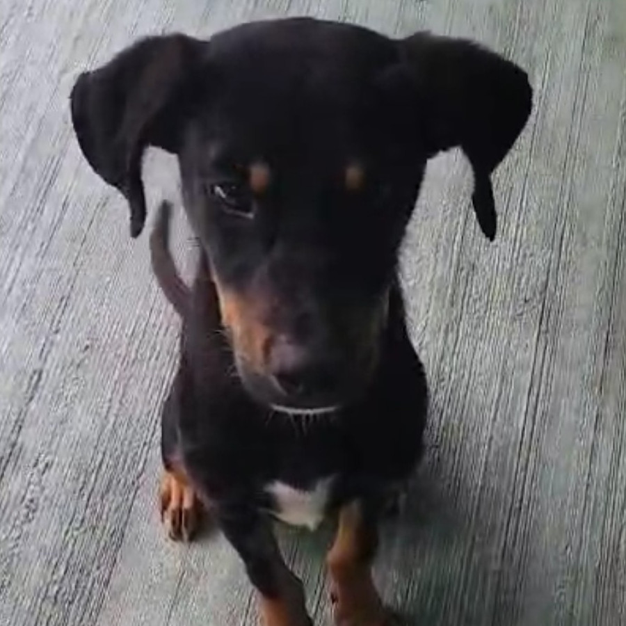 JOE | Raza Mestizo | En Adopción
