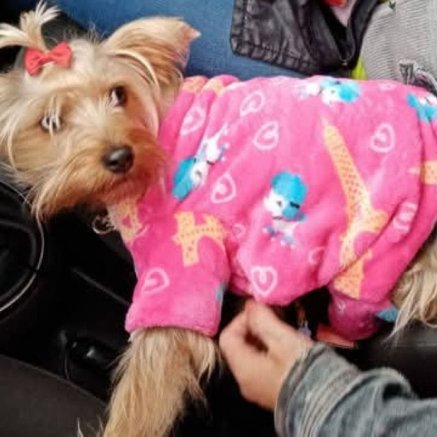 KIARA | Raza Yorkshire Terrier (Yorkie) | Perdida