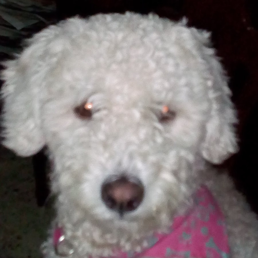 LUNA | Raza Mestiza, cruza de French Poodle | Perdida