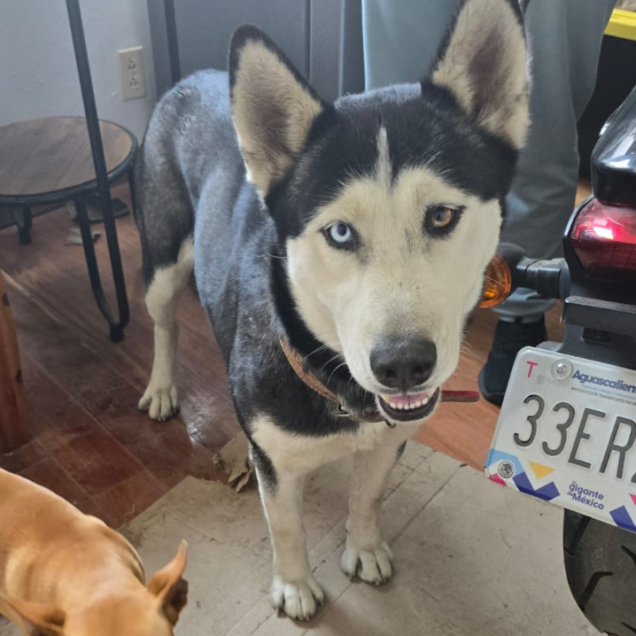  | Raza Husky Siberiano | Final Feliz