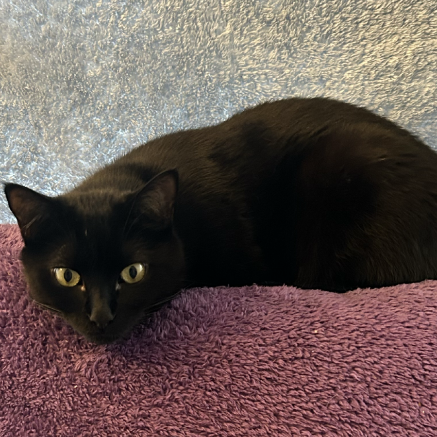 ACHIRA | Raza Bombay | Perdido