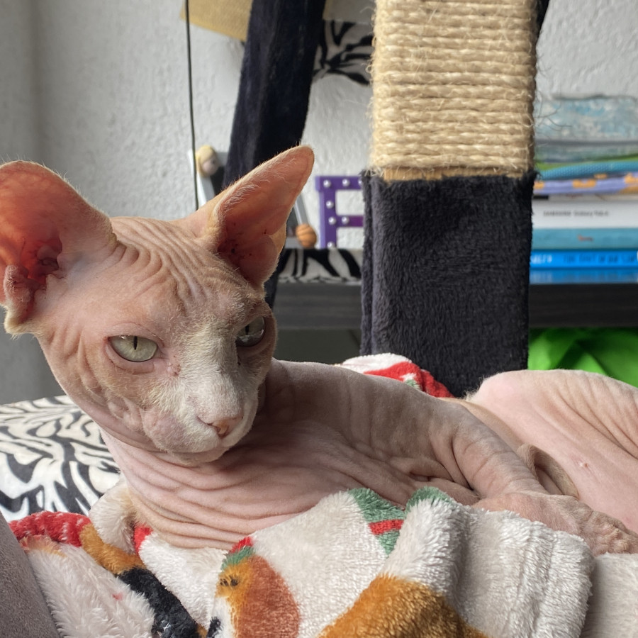 FIFÍ | Raza Sphynx O Esfinge | Perdida
