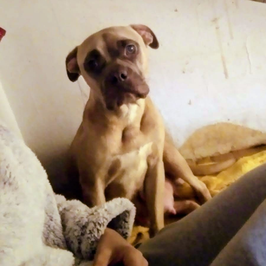 TÁMARA | Raza Mestiza,  cruza de American Pitbull Terrier | Perdida
