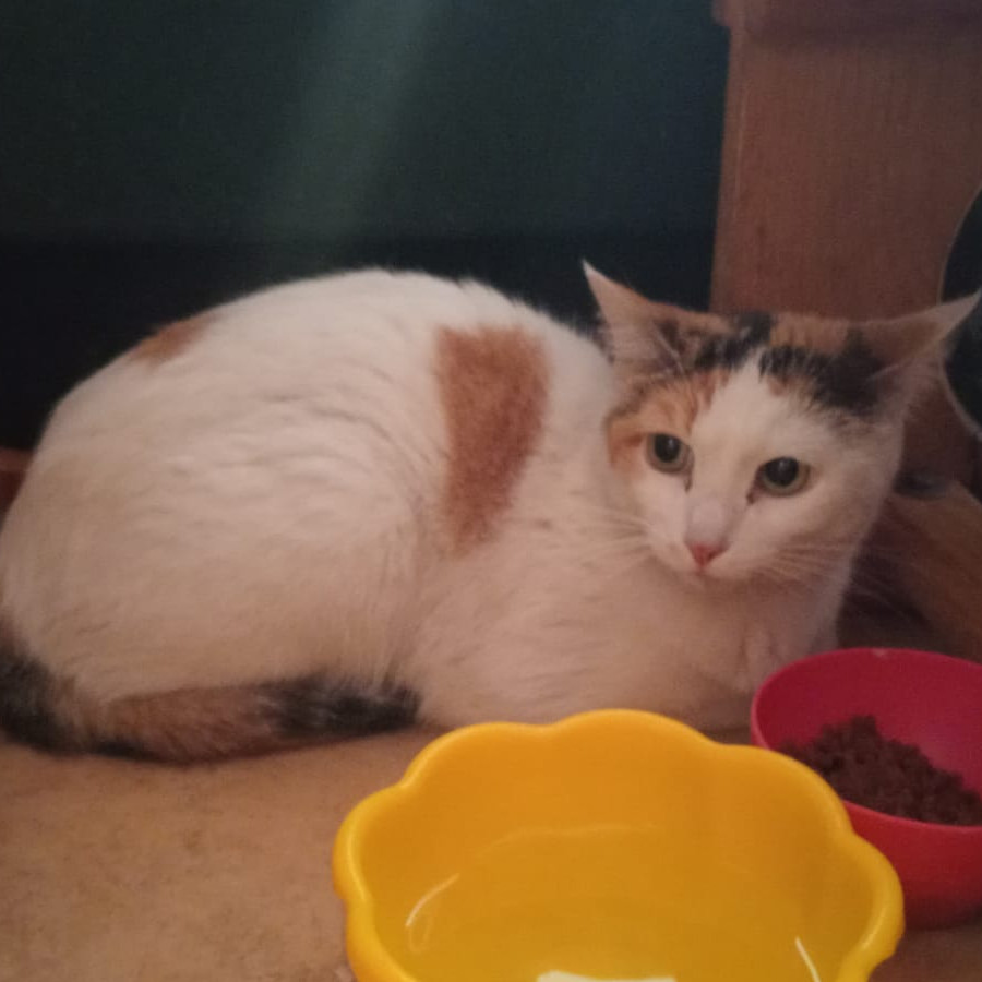  | Raza Calicó de pelo corto | Encontrada