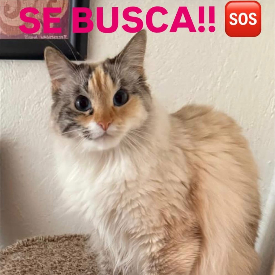 DOLORES | Raza Balinés Punto Calicó | Final Feliz