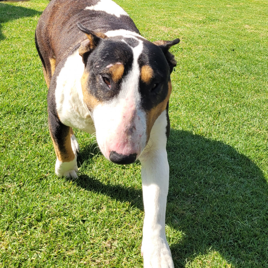KOVU | Raza Bull Terrier Inglés | Perdido