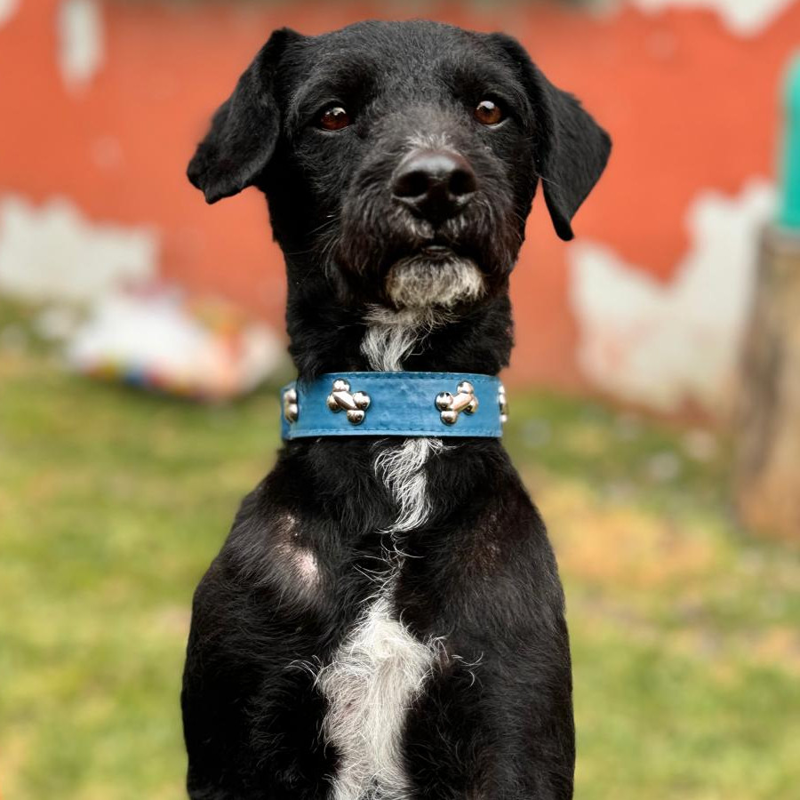 BENITO | Raza Mestizo, cruza de Schnauzer | Perdido