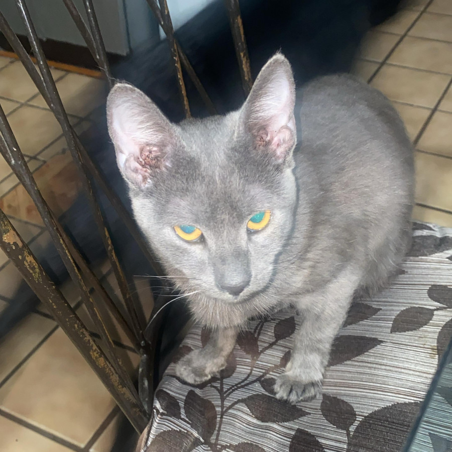 KITTY | Raza Ruso Azul | Perdida