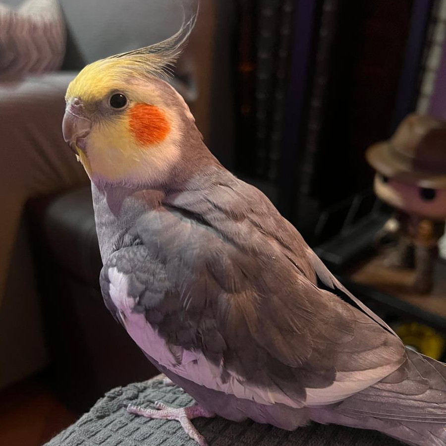 ABÚ | Raza Ninfa | Perdido