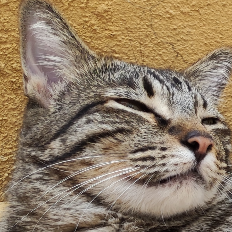 ROMEO | Raza Doméstico Americano de Pelo Corto | Perdido