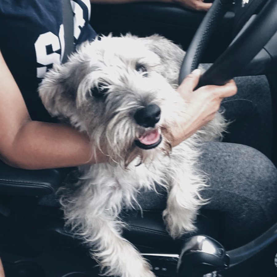 PANCHO | Raza Schnauzer | Perdido