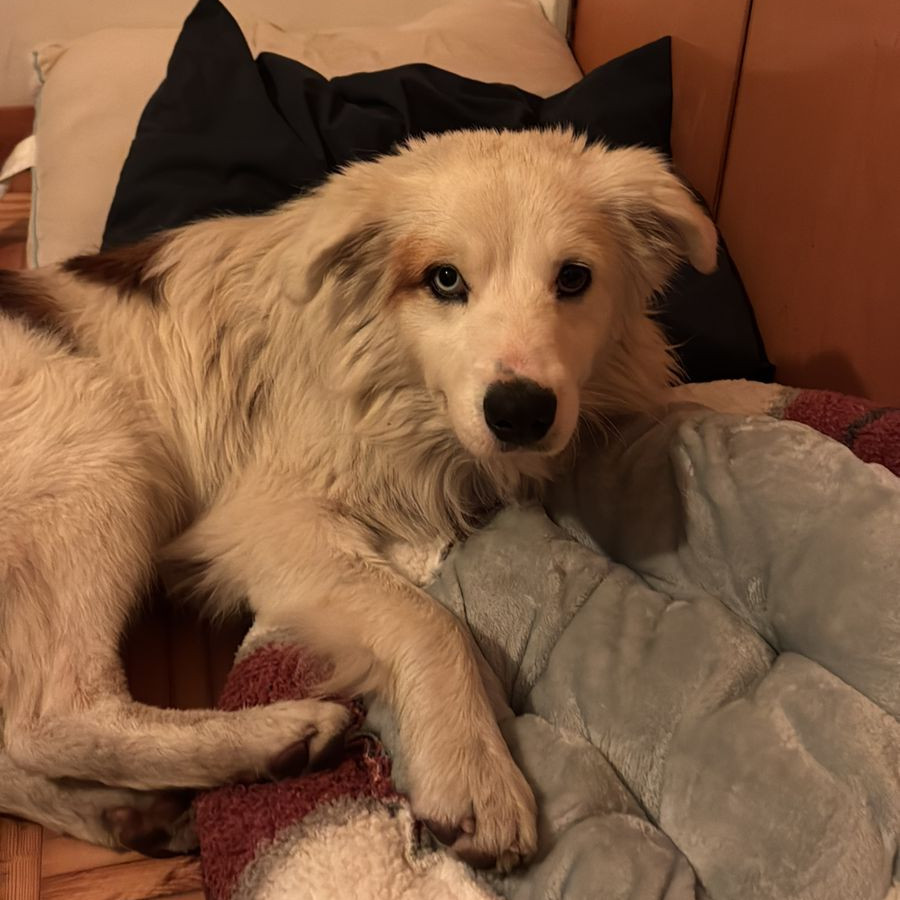  | Raza Mestizo | Encontrado