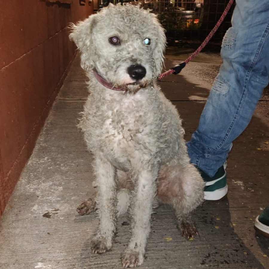  | Raza Mestizo, cruza de French Poodle | Encontrado