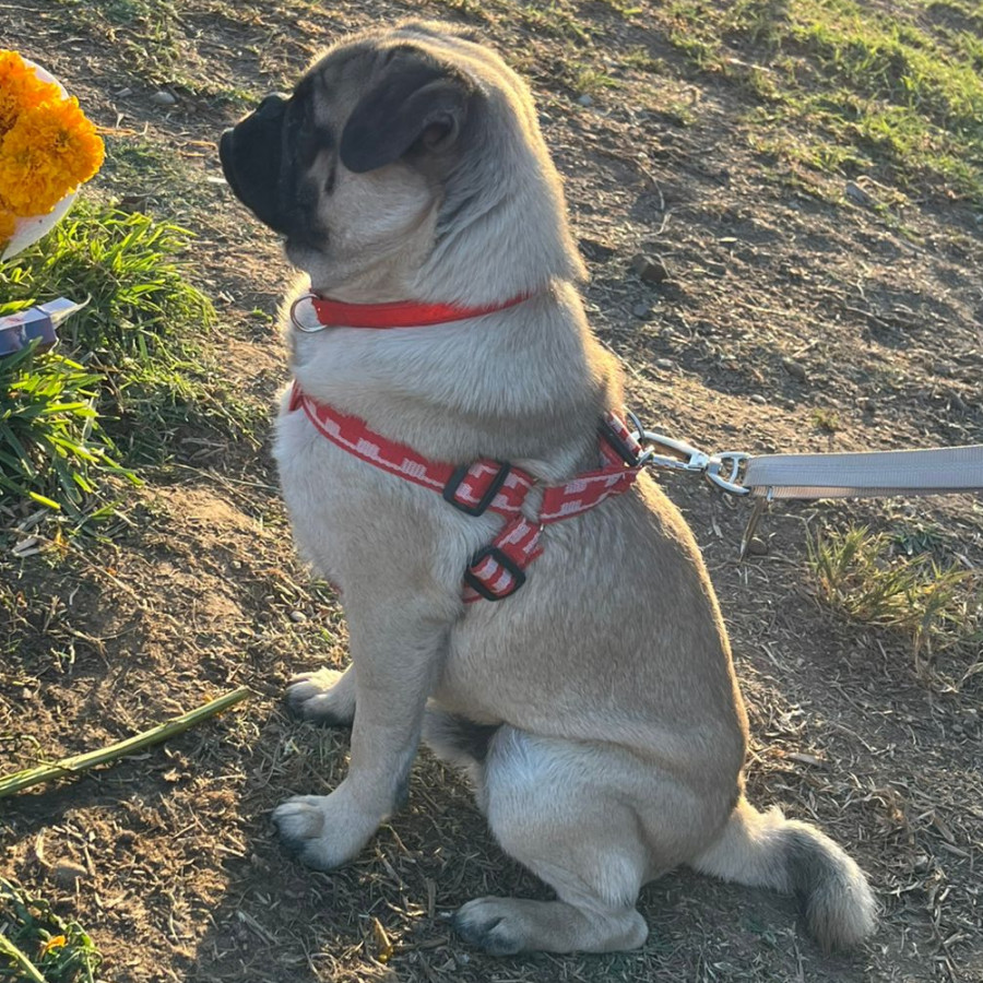 CHECO | Raza Pug o Carlin | Perdido