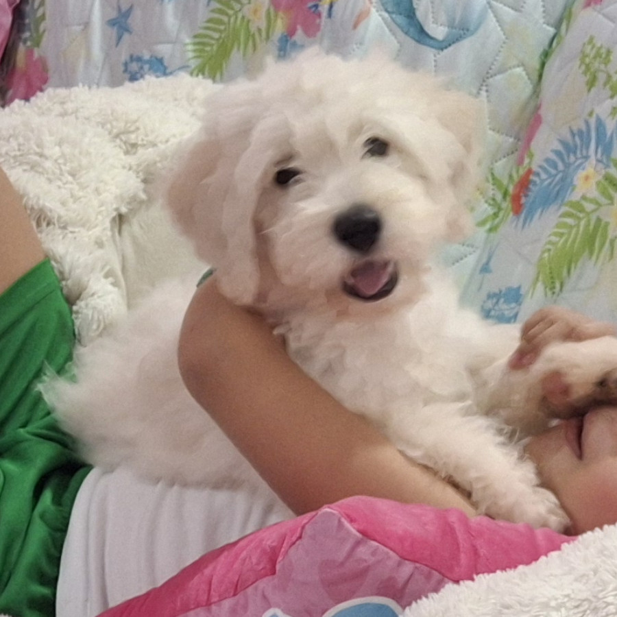 COCO | Raza Mestizo, cruza de Maltés | Perdido