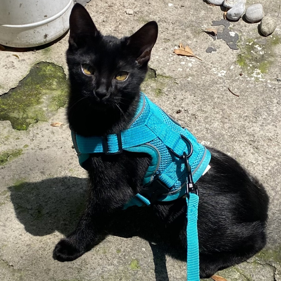 HERMOSA GATITA | Raza Bombay | En Adopción