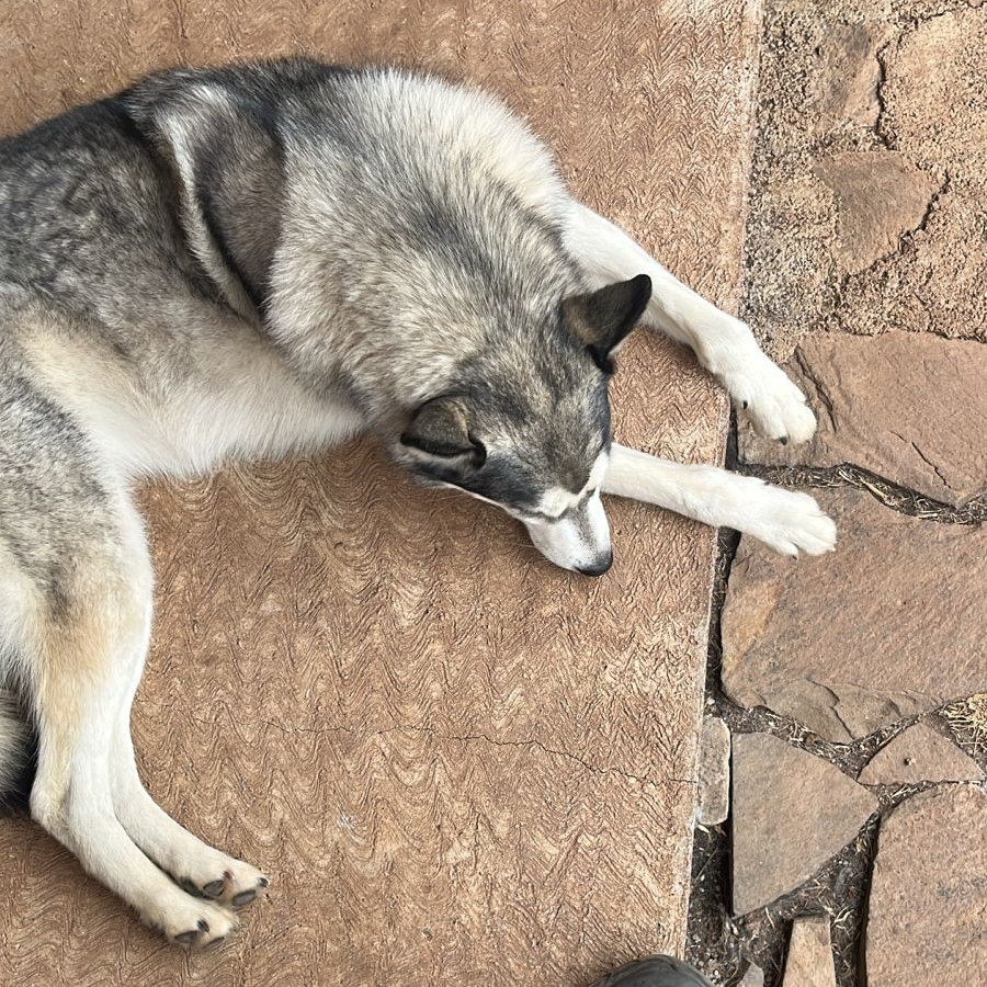 GALA | Raza Husky Siberiano | Perdida