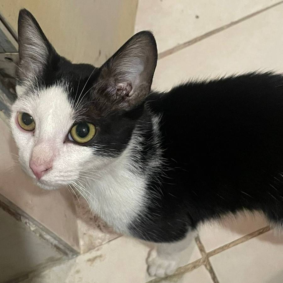 MILO | Raza Doméstico Americano de pelo semilargo | Perdido