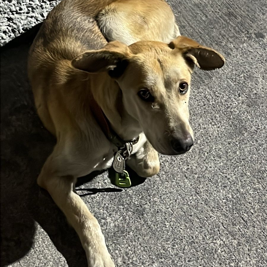  | Raza Mestiza | Encontrada