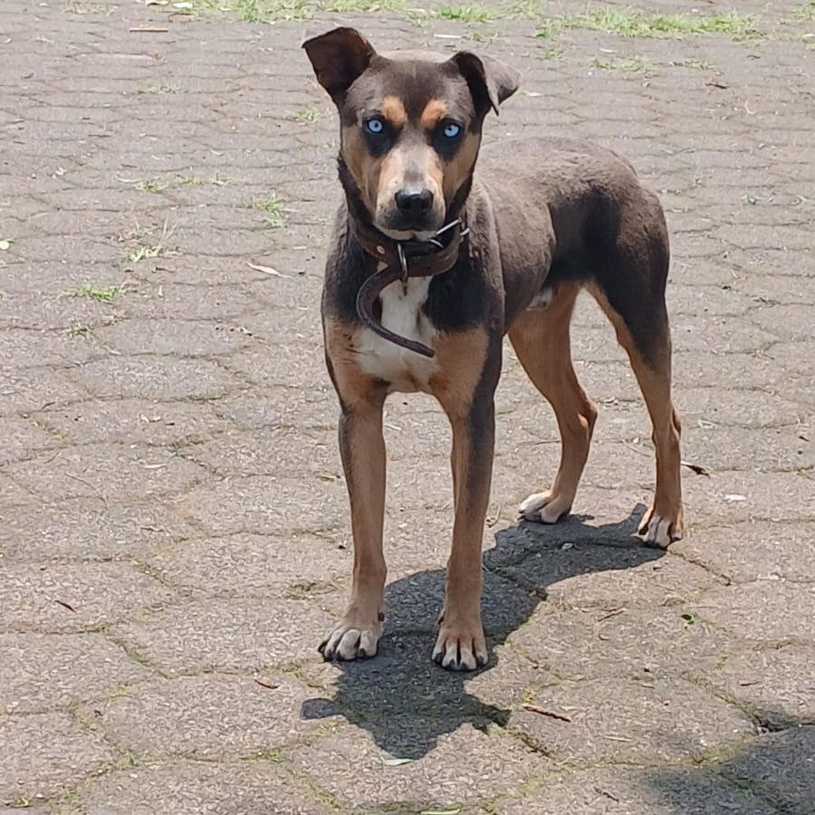HERMOSO PELUDITO | Raza Mestizo, cruza de Dóberman con Husky | En Adopción