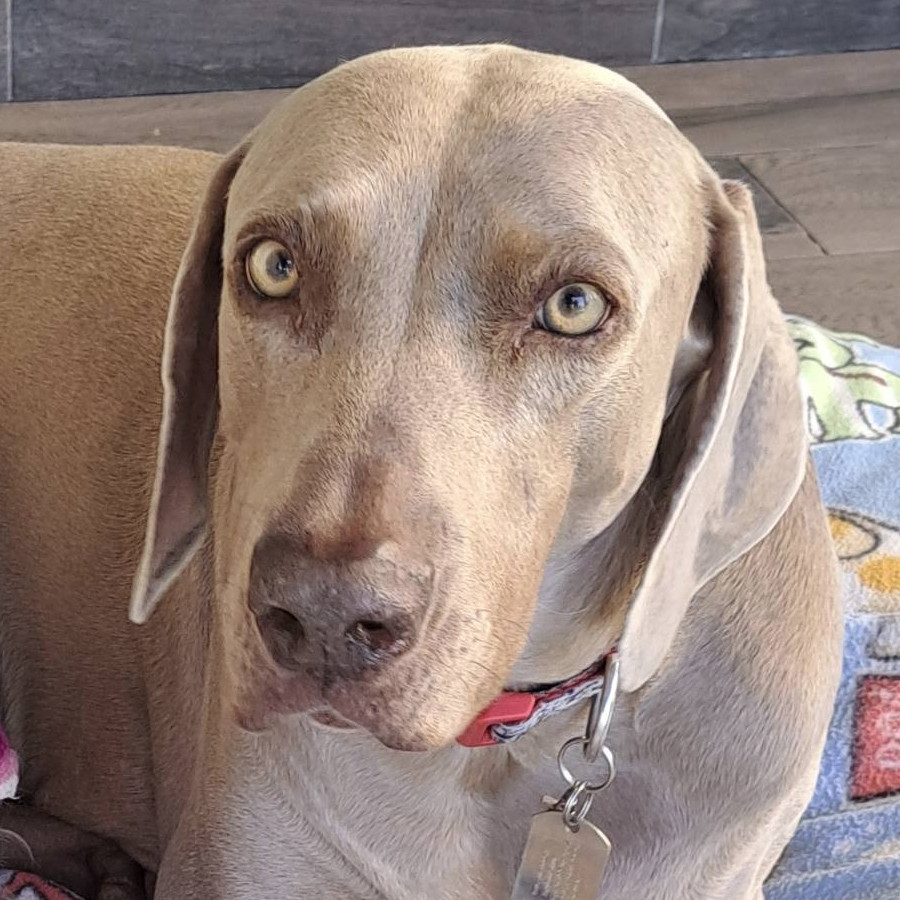 RAIDER | Raza Weimaraner  | Perdido