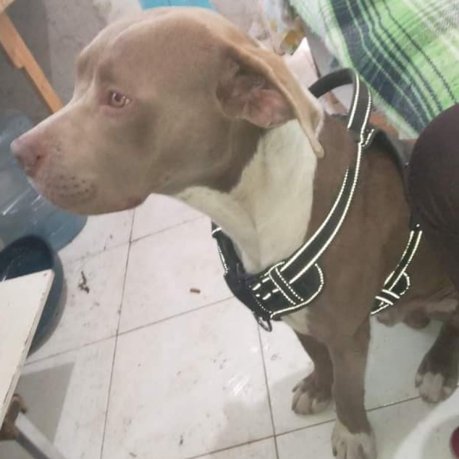 FANTOM | Raza American Pitbull Terrier | Perdido