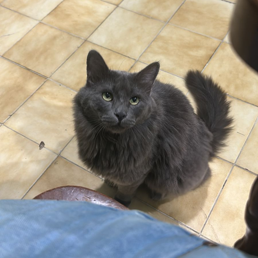 CHIMUELO | Raza Nebelung o Nibelungo | Perdido