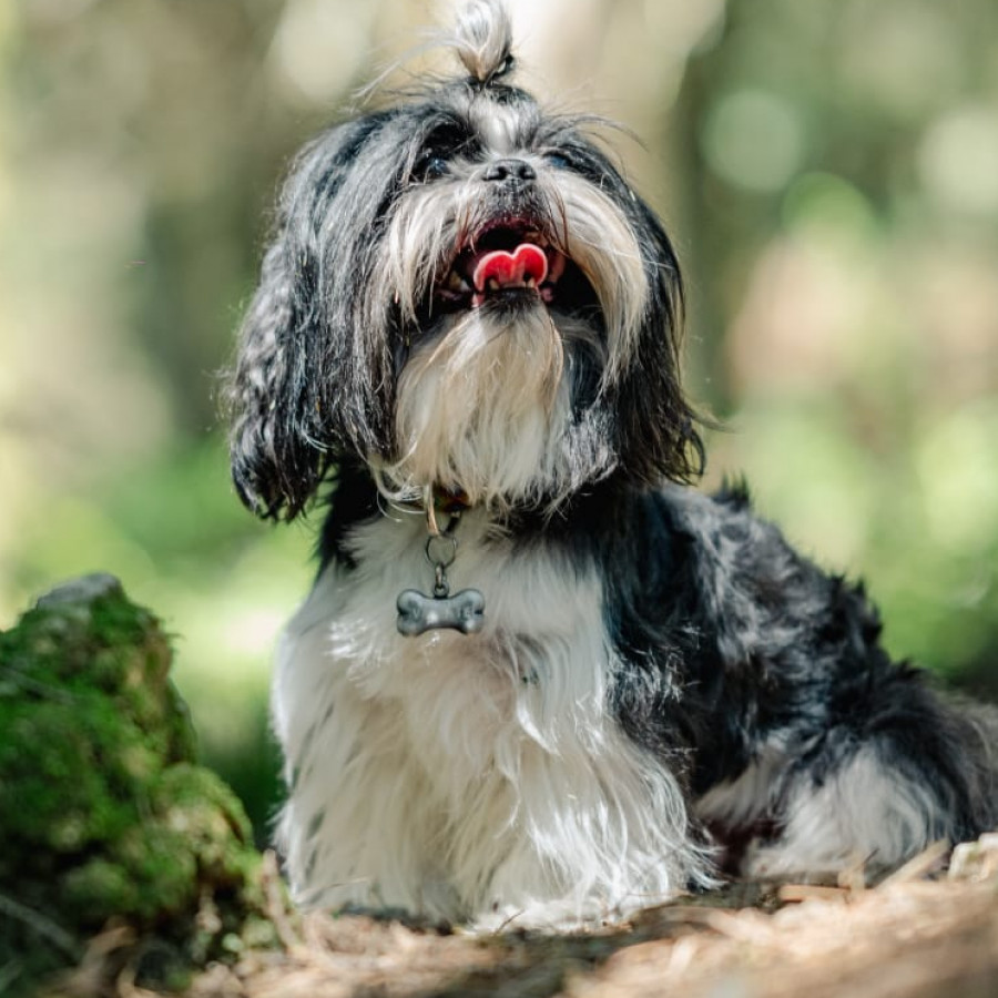 VALENTE | Raza Shih Tzu  | Final Feliz