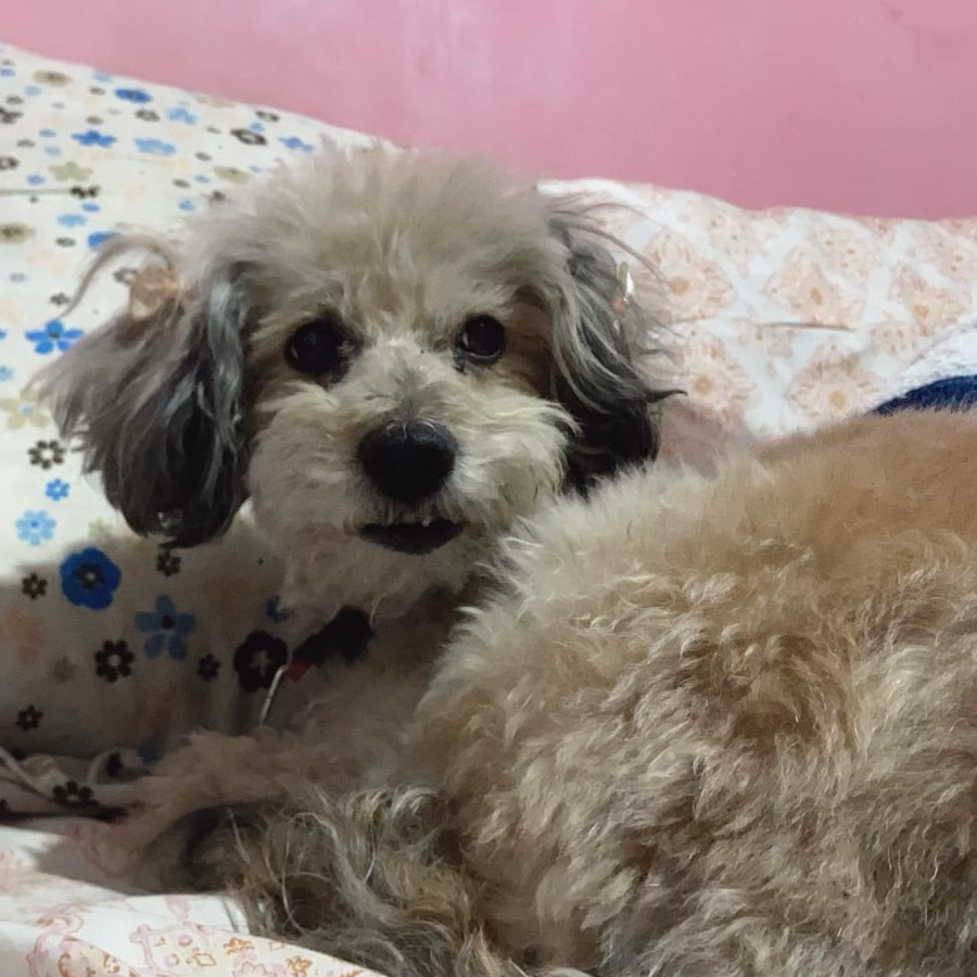 LAICA | Raza Mestiza, cruza de Frente Poodle con Schnauzer, (Schnoodle) | Perdida