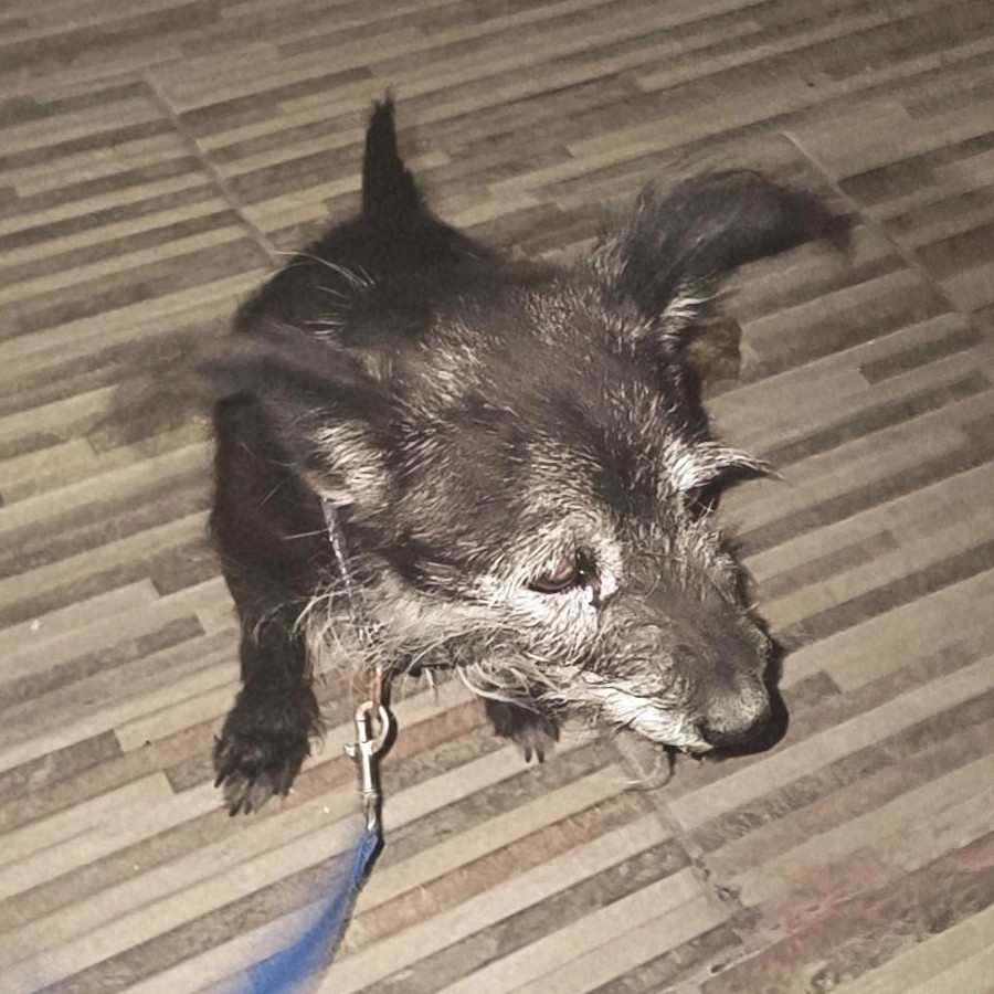NEGRO | Raza Mestizo, cruza de Chihuahua con French Poodle | Final Feliz