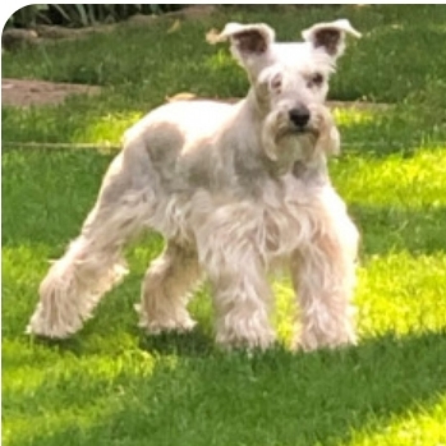 KETA | Raza Schnauzer | Final Feliz