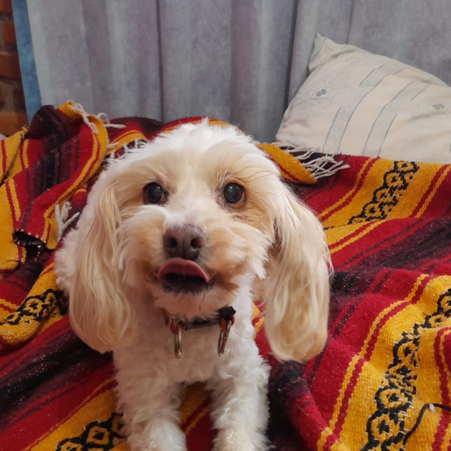 VEZZY (VETZI) | Raza Mestiza, cruza de French Poodle con Maltés (Maltipoo) | Perdida