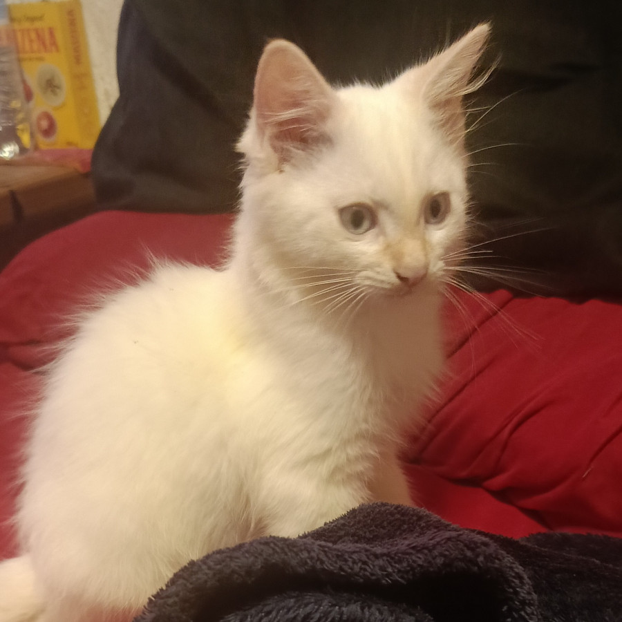HERMOSO GATITO | Raza Angora Turco | En Adopción