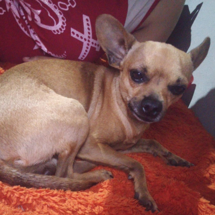 CHOCO | Raza Chihuahua | Perdido